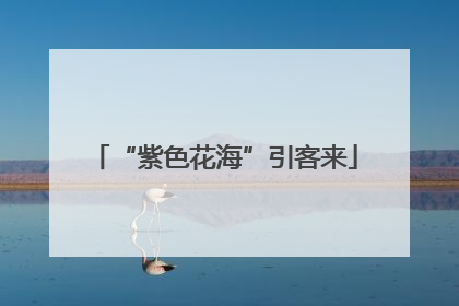 “紫色花海”引客来