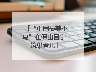 “中国最美小鸟”在保山昌宁筑巢育儿
