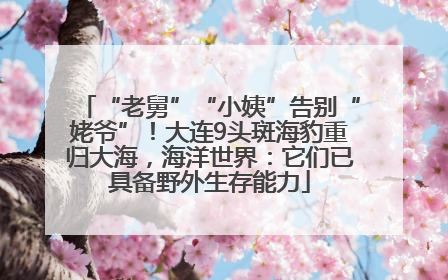 “老舅”“小姨”告别“姥爷”！大连9头斑海豹重归大海，海洋世界：它们已具备野外生存能力
