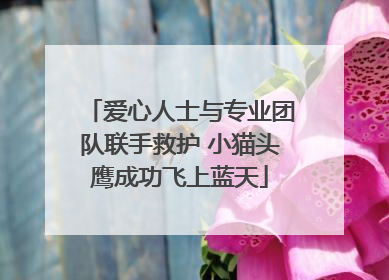 爱心人士与专业团队联手救护 小猫头鹰成功飞上蓝天