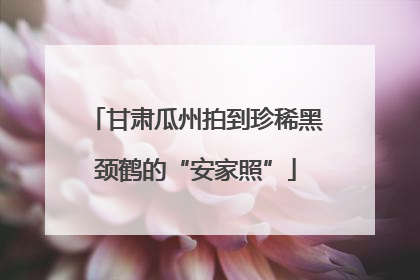 甘肃瓜州拍到珍稀黑颈鹤的“安家照”