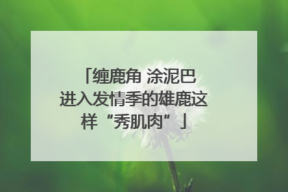 缠鹿角 涂泥巴 进入发情季的雄鹿这样“秀肌肉”