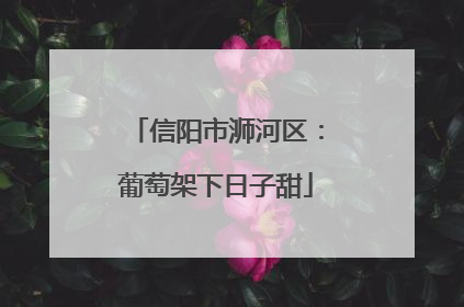 信阳市浉河区：葡萄架下日子甜