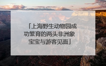 上海野生动物园成功繁育的两头非洲象宝宝与游客见面