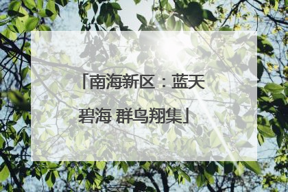 南海新区：蓝天碧海 群鸟翔集