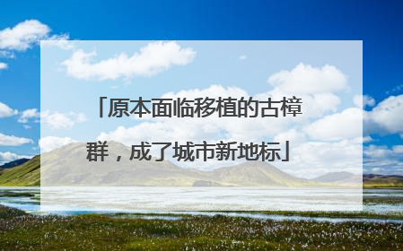 原本面临移植的古樟群，成了城市新地标
