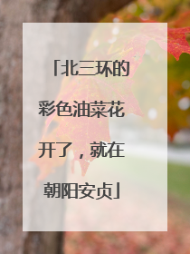 北三环的彩色油菜花开了，就在朝阳安贞