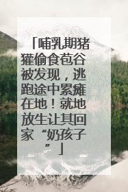 哺乳期猪獾偷食苞谷被发现，逃跑途中累瘫在地！就地放生让其回家“奶孩子”