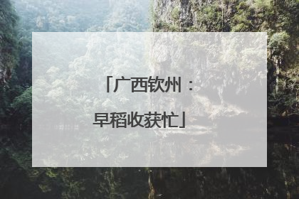 广西钦州：早稻收获忙