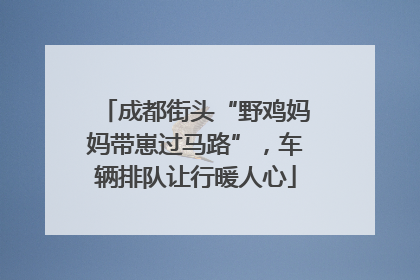 成都街头“野鸡妈妈带崽过马路”，车辆排队让行暖人心