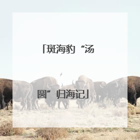 斑海豹“汤圆”归海记