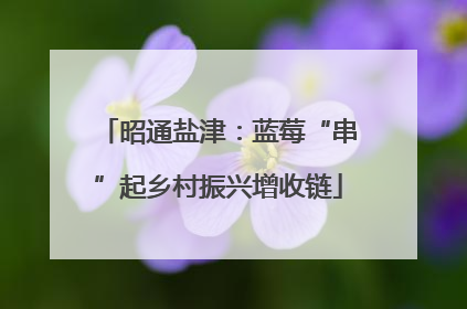 昭通盐津：蓝莓“串”起乡村振兴增收链
