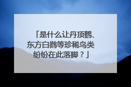 是什么让丹顶鹤、东方白鹳等珍稀鸟类纷纷在此落脚？