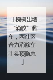 槐树出墙“滴胶”黏车，两社区合力消除车主头顶隐患