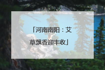 河南南阳：艾草飘香迎丰收