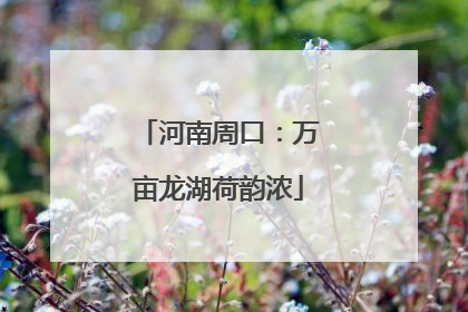 河南周口：万亩龙湖荷韵浓
