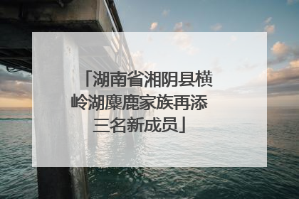 湖南省湘阴县横岭湖麋鹿家族再添三名新成员