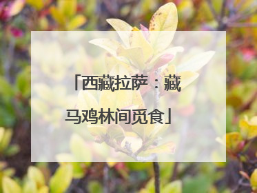 西藏拉萨：藏马鸡林间觅食