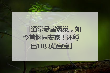 通常悬崖筑巢，如今首钢园安家！还孵出10只萌宝宝