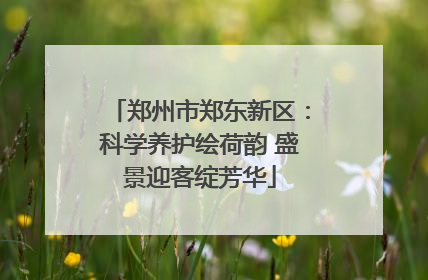 郑州市郑东新区：科学养护绘荷韵 盛景迎客绽芳华