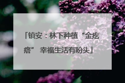 镇安：林下种植“金疙瘩” 幸福生活有盼头