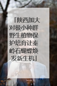 陕西加大对极小种群野生植物保护培育让秦岭石蝴蝶焕发新生机